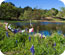 Homestead Pond Restoration